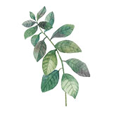 icon-leaf3.jpg icon-leaf3.jpg